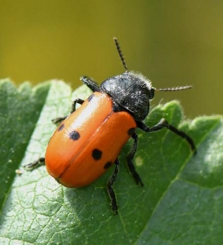Réf. 231 191 : Lachnaia sp.